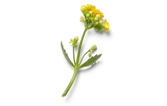 Green stem with small yellow flowers 