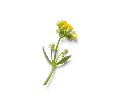 yellow flower